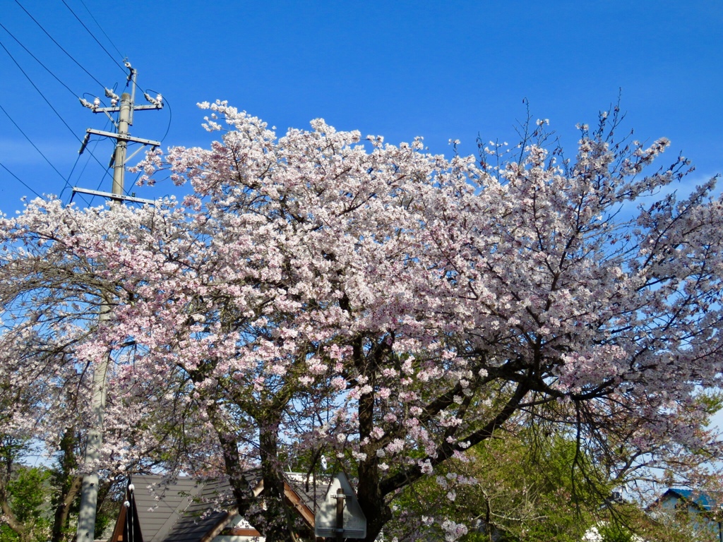 公園の桜