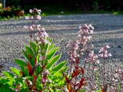 通りがかりの花壇