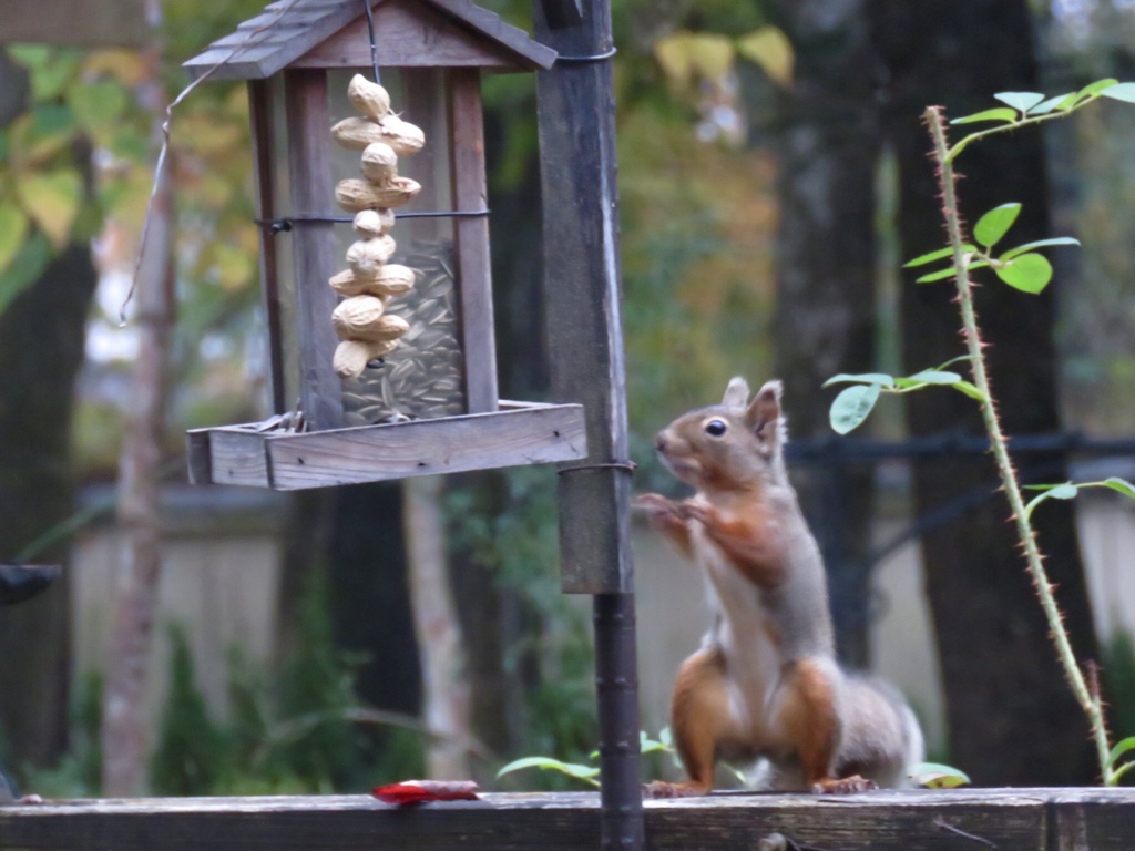 我家のアイドル3
