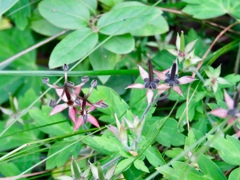 面白い種