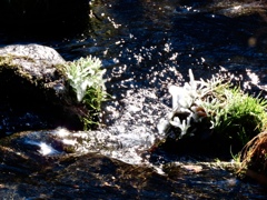 湯川の冬の風物詩⑩
