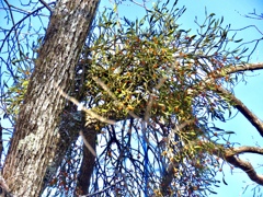 ヒレンジャクを待つ