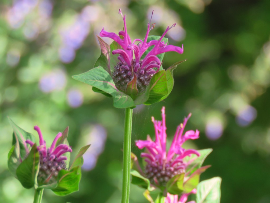 ピンクのモダルナ