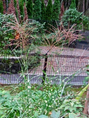 矢羽根ススキ