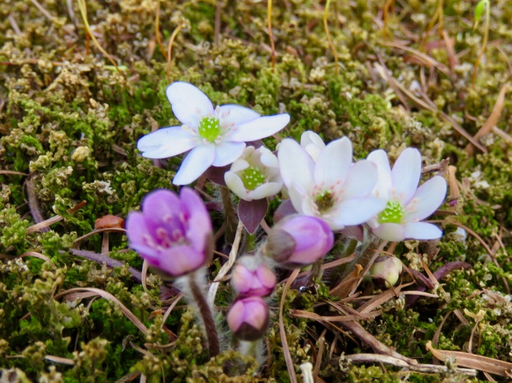 庭の雪割草4