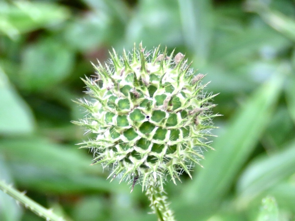 花後