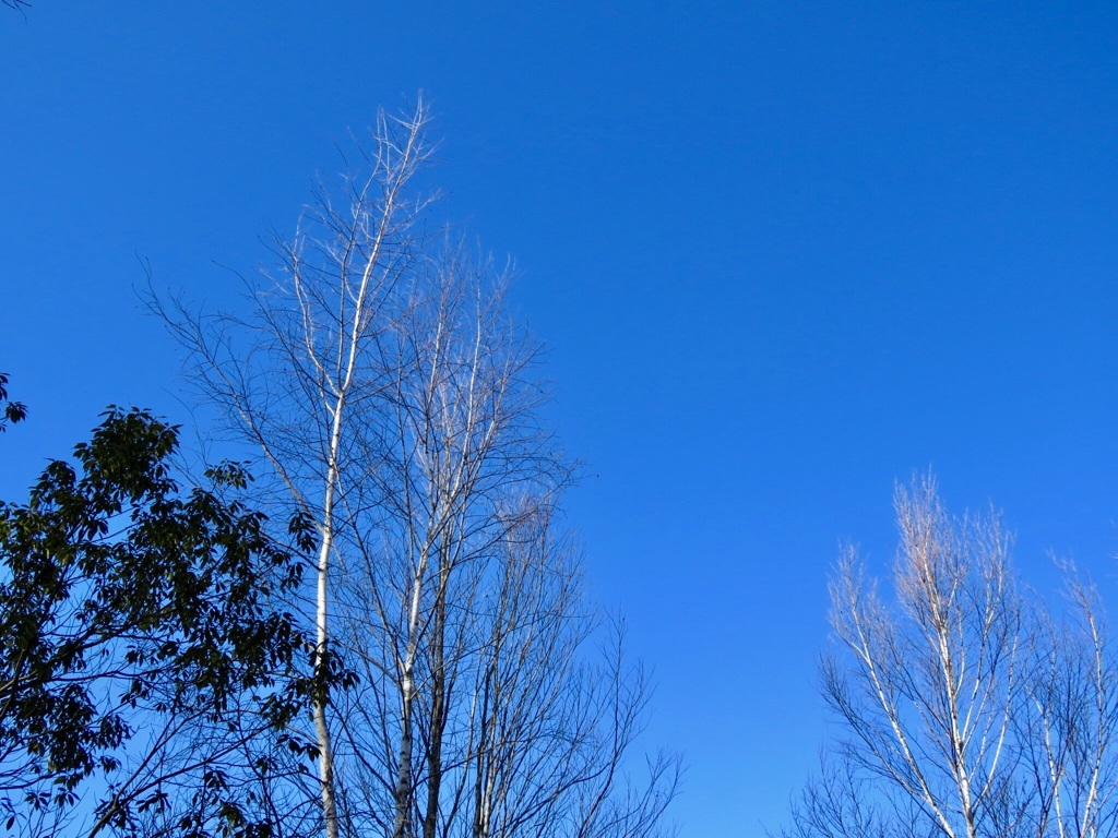 白樺、青空