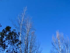 白樺、青空
