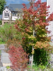 早くも紅葉