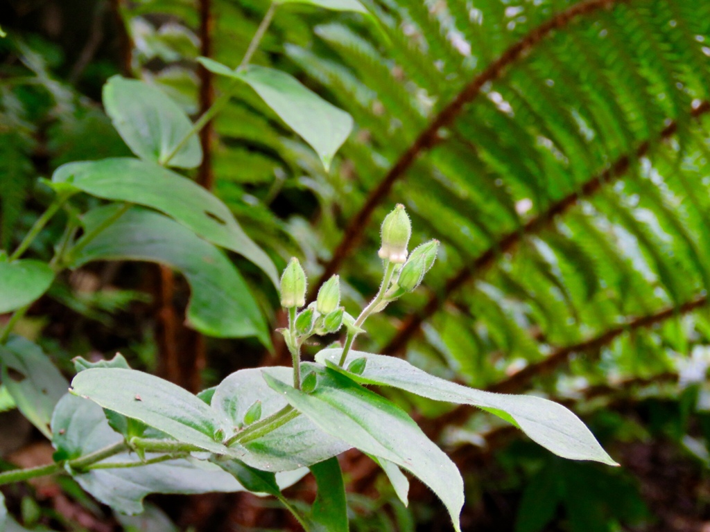 ヤマホトトギスの蕾