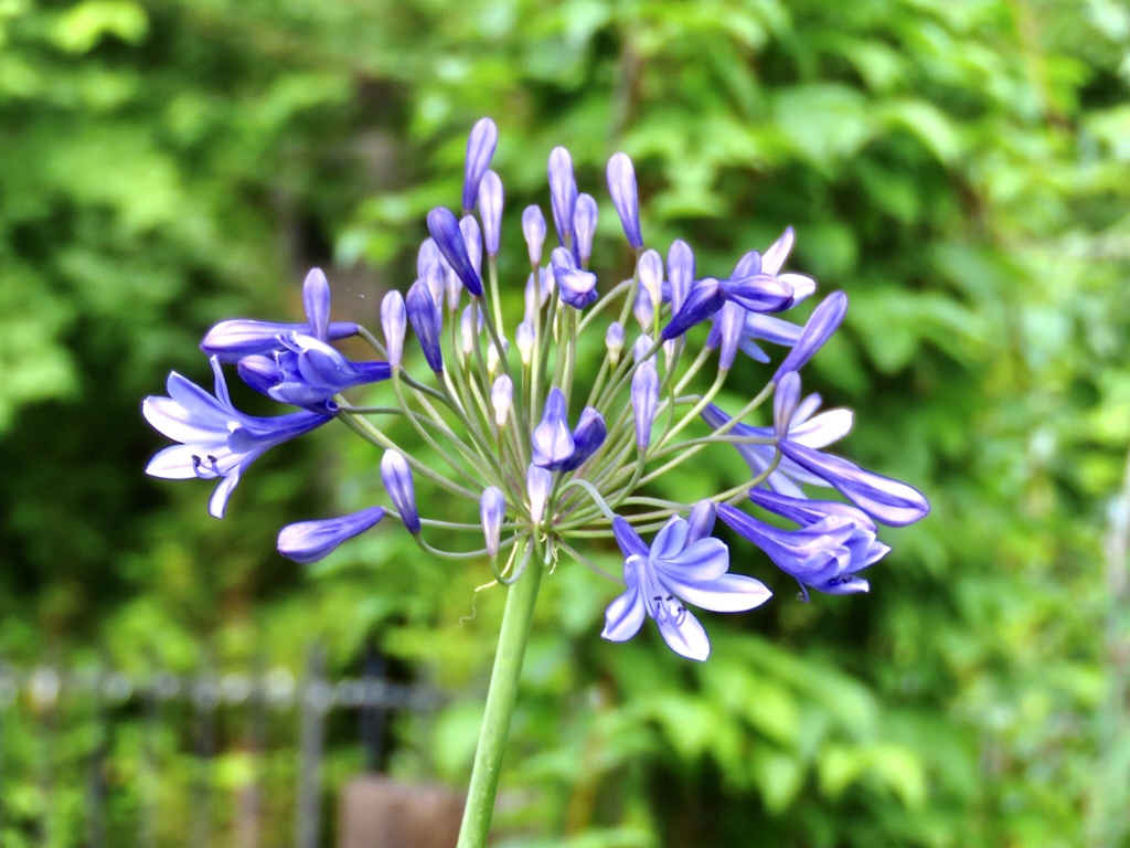 アガパンサス開花