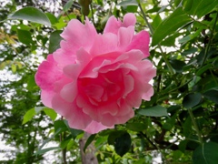 庭のバラ5