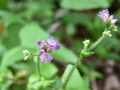 ママコノシリヌグイの花