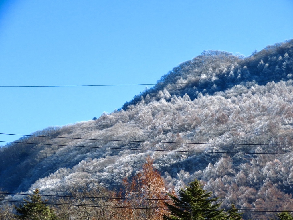 離山の霧氷1