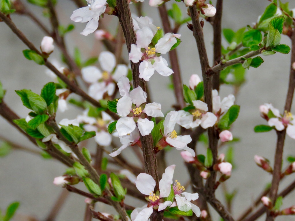 庭桜