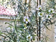 ワックスフラワー①