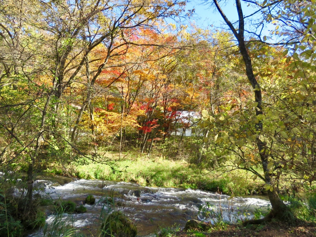 川沿いの紅葉