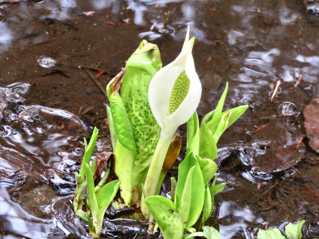 開花した水芭蕉