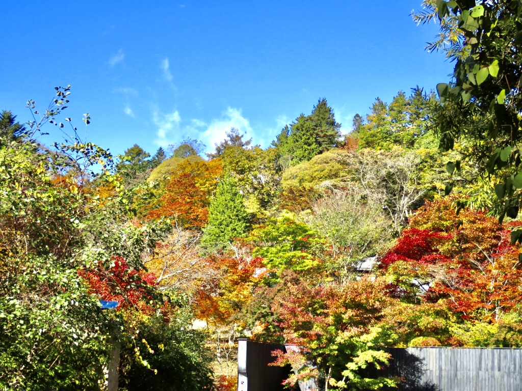 今日の紅葉6