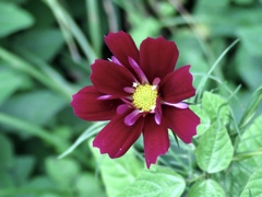 変種1