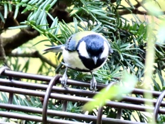 シジュウカラ
