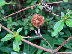 これ、なんだ！