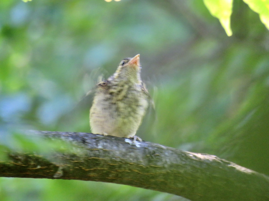 幼鳥6