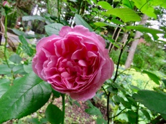 庭のバラ8