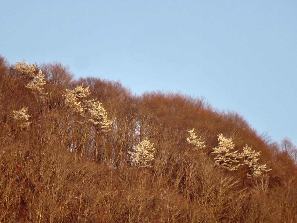 冬枯れの山に桜？
