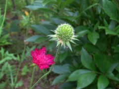 赤花のスカビオサ