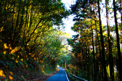 林道