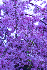 しだれ桜