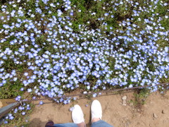 足元の花畑