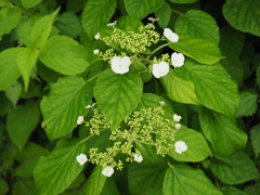 P5190015