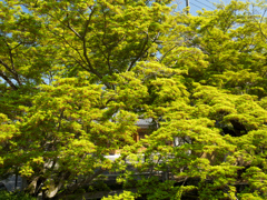 P4120036b