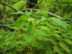P5190115