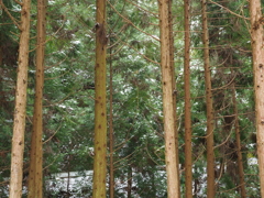 P2123436