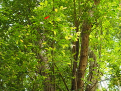 P5270090