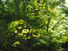 P6170038