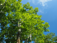 P7080121