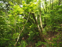 P5270096