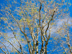 P5140204