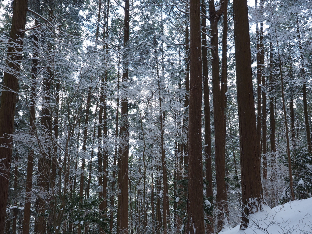 P2123560
