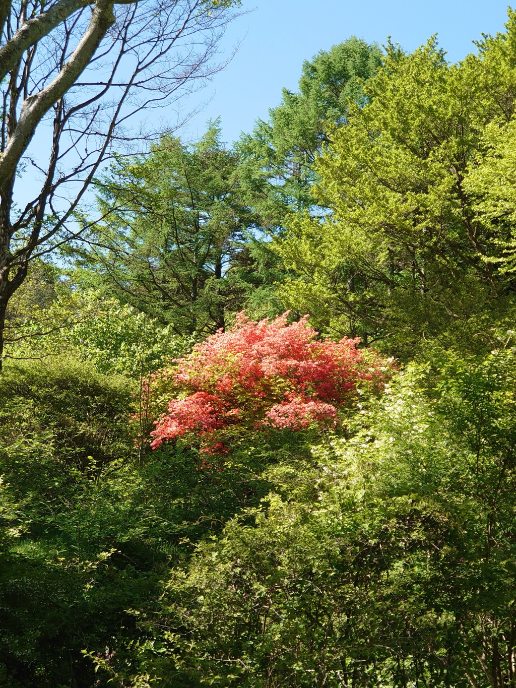 DSC_7019