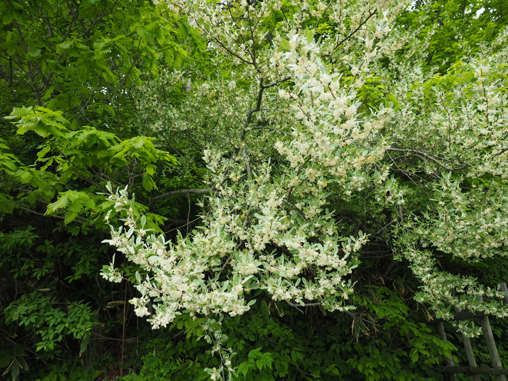 P5190010