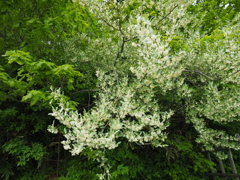 P5190010