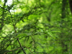 P5190096