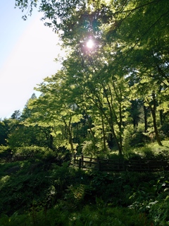 DSC_7081