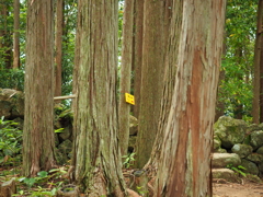 P5270058