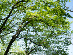 P4270095
